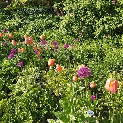 Blumen Foerstergarten